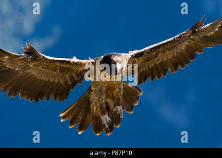 Bearded Vulture Gypaetus Barbatus Immature Bird In