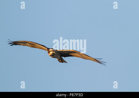 Osprey - Fischadler - Pandion haliaetus ssp. haliaetus, Oman, 1st cy, male Stock Photo