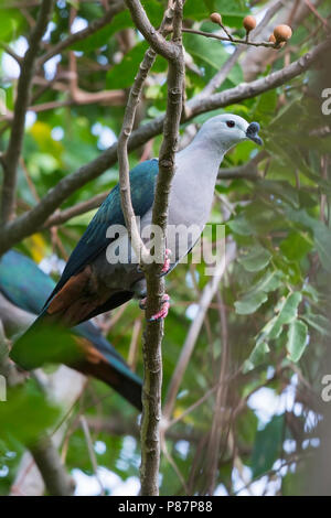 Pacific Imperial Pigeon (Ducula pacifica) is a widespread species of pigeon in the Pacific islands region. Stock Photo