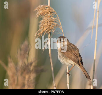Paddyfield Warbler - Feldrohrsänger - Acrocephalus agricola ssp. septimus, Russia (Ural) Stock Photo