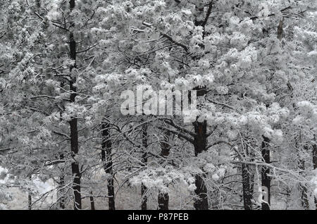 Snow sticks to needles and branches of deciduous trees west of Boulder CO, in Boulder County. Stock Photo