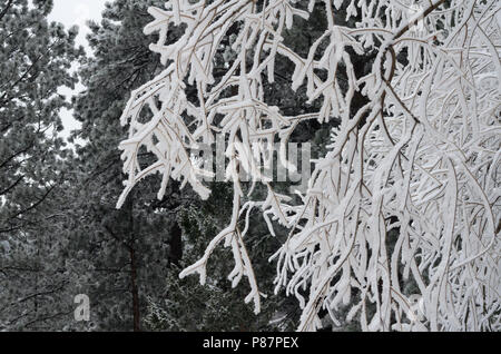 Snow on tree branches Stock Photo