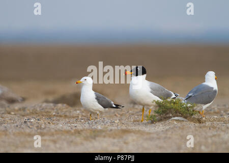 Pallas's Gull - Fischmöwe - Larus ichthyaetus, Oman, adult with Steppe Gull Stock Photo