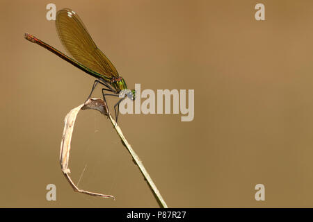 Imago Weidebeekjuffer ssp. amasina; Adult Banded Demoiselle ssp. amasina Stock Photo