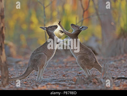 Western grey kangaroo, Macropus fuliginosus Stock Photo