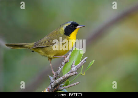 Bahama Yellowthroat (Geothlypis rostrata) is a resident breeder and endemic to the Bahamas. Stock Photo