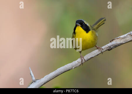 Bahama Yellowthroat (Geothlypis rostrata) a resident breeder and endemic to the Bahamas. Stock Photo