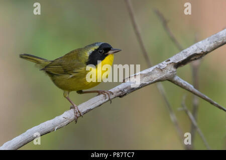 Bahama Yellowthroat (Geothlypis rostrata) a resident breeder and endemic to the Bahamas. Stock Photo