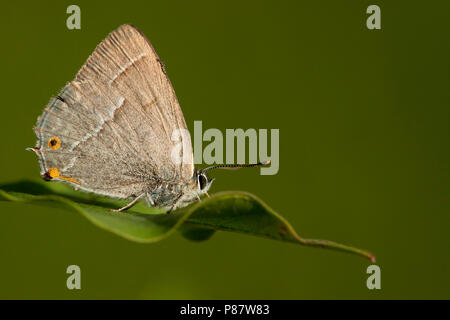 Eikenpage / Purple Hairstreak (Favonius quercus) Stock Photo