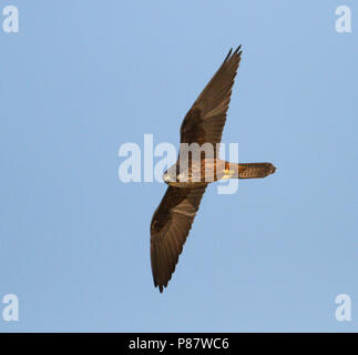 Eleonora's Falcon - Eleonorenfalke - Falco eleonorae, Cyprus Stock Photo