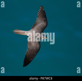 Eleonora's Falcon - Eleonorenfalke - Falco eleonorae, Cyprus Stock Photo