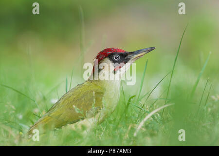 Eurasian Green Woodpecker - Grünspecht - Picus viridis ssp. viridis, Germany, adult male Stock Photo