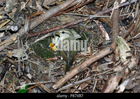 Phylloscopus trochiloides. The nest of the Greenish Warbler in nature. Russia, the Ryazan region (Ryazanskaya oblast), the Pronsky District, Denisovo. Stock Photo