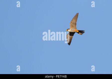 Eurasian Hobby - Baumfalke - Falco subbuteo ssp. subbuteo, Kazakhstan, adult in flight Stock Photo