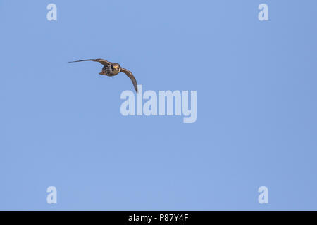 Eurasian Hobby - Baumfalke - Falco subbuteo ssp. subbuteo, Russia (Baikal), adult in flight, flying towards the camera Stock Photo