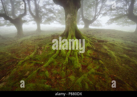 Beech green roots in Gorbea natural Park Stock Photo