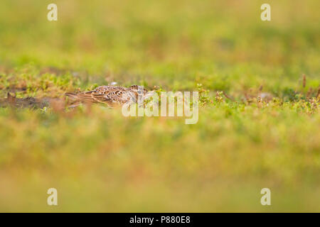 Eurasian Skylark - Feldlerche - Alauda arvensis arvensis, Germany, juvenile Stock Photo