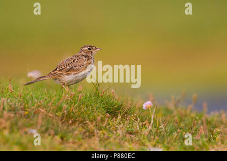 Eurasian Skylark - Feldlerche - Alauda arvensis arvensis, Germany, juvenile Stock Photo