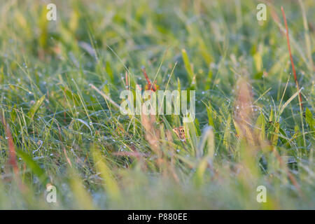 Eurasian Skylark - Feldlerche - Alauda arvensis arvensis, Germany Hidden in a field. Stock Photo