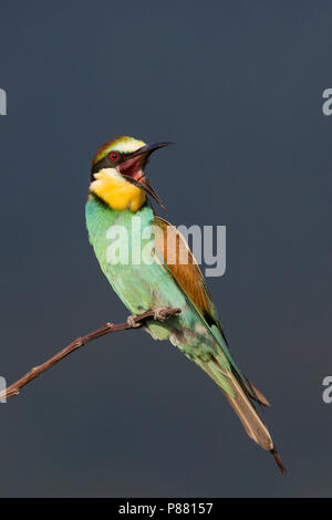 European Bee-eater - Bienenfresser - Merops apiaster, Germany, adult