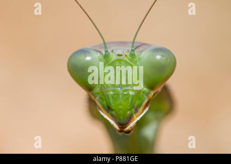 European Mantis - Europäische Gottesanbeterin - Mantis religiosa, Cyprus, imago Stock Photo