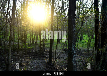 beautiful sunset caught on camera while doing trekking in the forest. Sun showing through the treelines. Stock Photo
