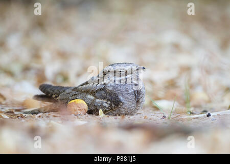 European Nightjar - Ziegenmelker - Caprimulgus europaeus, Oman, adult Stock Photo