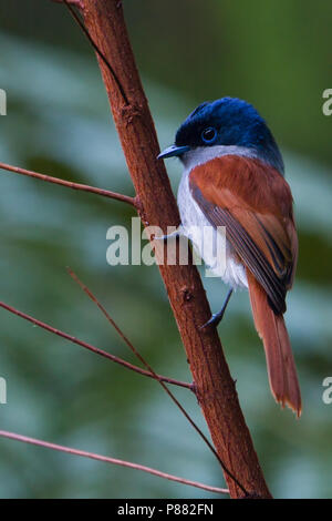 Mascarene paradise flycatcher (Terpsiphone bourbonnensis) on the island Mauritius. It is endemic to the Mascarene islands of Mauritius and Réunion. Stock Photo
