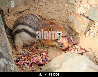 Golden-Mantled Ground Squirrel eating a pine cone Stock Photo