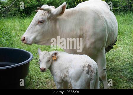 Charolais cattle in St Martial, in the community of Varen, Tarn et Garonne, Occitanie, South West France Stock Photo