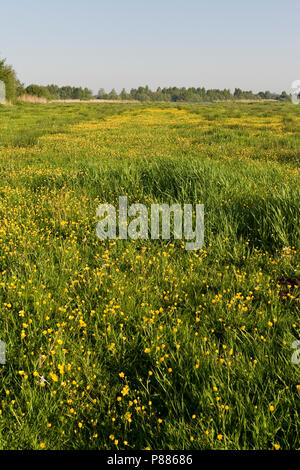 Veld met bloeiende Boterbloemen; Field of flowering Buttercups Stock Photo