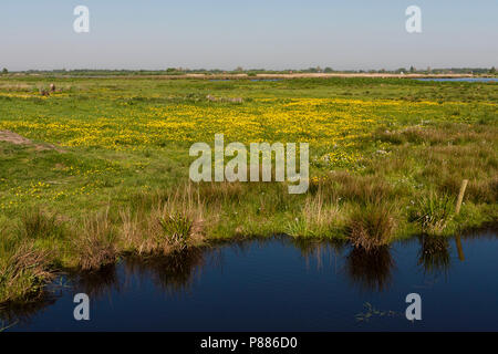 Sloot langs veld met bloeiende Boterbloemen; Ditch along field of flowering Buttercups Stock Photo