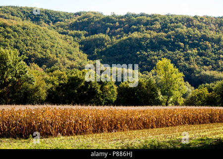 Maize growing in a field in the Aveyron valley at Lexos,  part of the commune of Varen, Tarn et Garonne, Occitanie, France Stock Photo