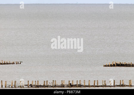 Palenrij Schorren op Texel; Poles in the water on Texel Stock Photo