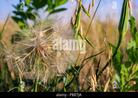 The seed head of the Western Salsify, looking very much like a giant dandelion, stands amid the prairie grasses of the Nebraska Sandhills. Stock Photo