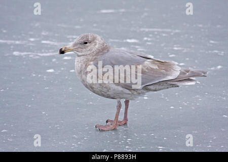 Immature Glaucous-winged Gull (Larus glaucescens) wintering in Japan. Stock Photo