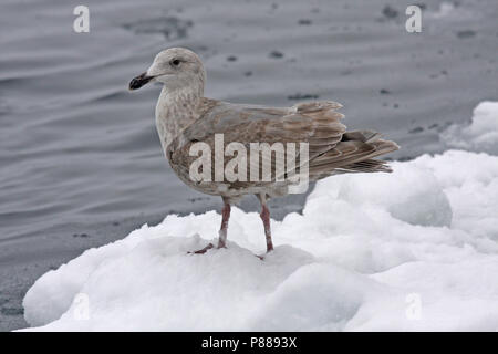 Immature Glaucous-winged Gull (Larus glaucescens) wintering in Japan. Stock Photo