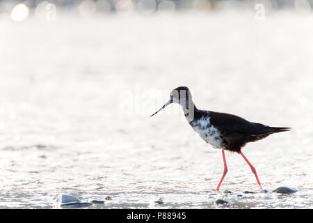 Immature Black Stilt (Himantopus novaezelandiae) with backlight foraging in a river in the Glentanner area, South Island, New Zealand. A Critically En Stock Photo