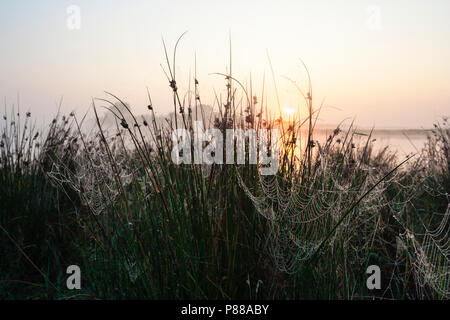 Grass and spider webs covered in dew at sunrise Stock Photo
