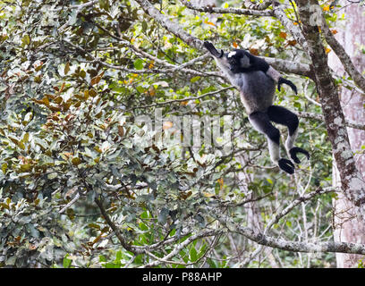 Springende Indri; Jumping Indri (Indri indri) in perinet, Madagascar Stock Photo
