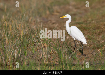 Intermediate Egret - Mittelreiher - Ardea intermedia, Oman, adult Stock Photo