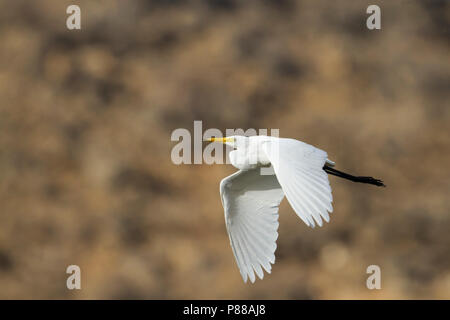 Intermediate Egret - Mittelreiher - Ardea intermedia, Oman, adult Stock Photo