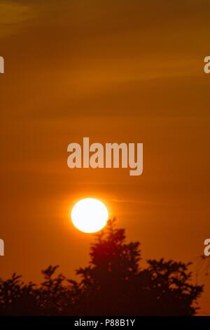 Large setting sun against an clear orange  sky with shrubbery in the foreground Stock Photo