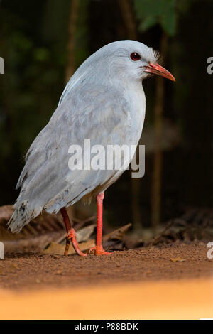 Kagu (Rhynochetos jubatus) a crested, long-legged, and bluish-grey bird endemic to the dense mountain forests of New Caledonia. Stock Photo