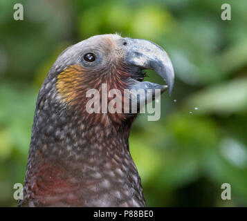 Kaka (Nestor meridionalis septentrionalis) in Zeelandia, Wellington, North Island New Zealand Stock Photo