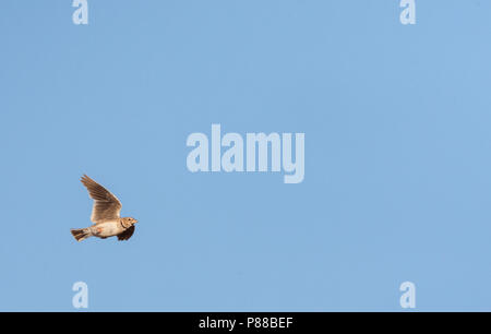 Calandra Lark (Melanocorypha calandra calandra) in the Spanish steppes Stock Photo