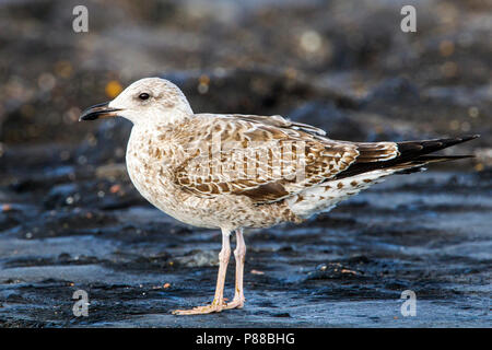 Juveniele Kleine Mantelmeeuw, Juvenile Lesser Black-backed Gull Stock Photo