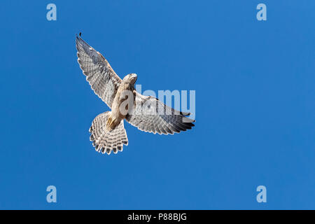 Immature Lesser Kestrel (Falco naumanni) in flight over a breeding colony in Spain. Stock Photo