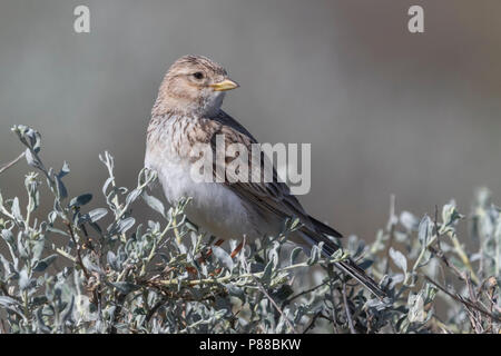 Kortteenleeuwerik; Lesser Short-toed LarK; Calandrella rufescens heinei Stock Photo