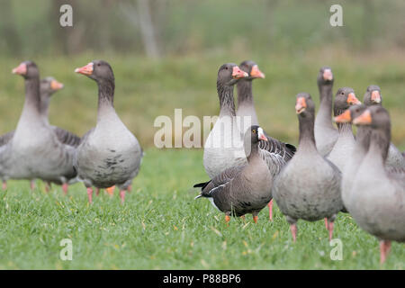 Lesser White-fronted Goose - Zwerggans - Anser erythropus, Germany, adult - between Greylag Geese Stock Photo